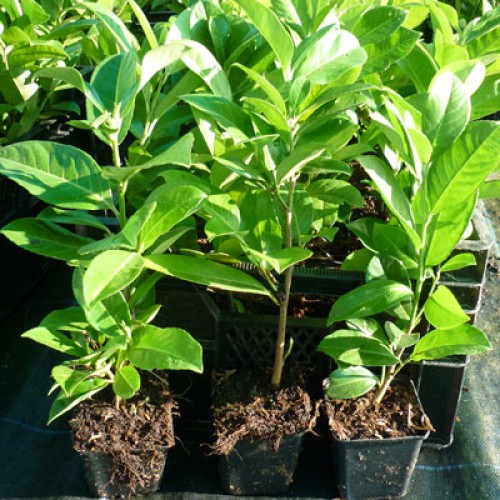 1Kg Rootgrow with Dipping Gel | ScotPlants Direct